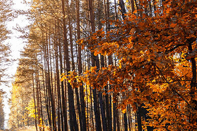 开云-马赛血洗法国男篮，Doinb攻防两端统治比赛顶尖较量小组赛